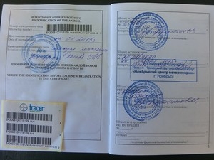 Как путешествовать с кошкой. Перевозка животных - правила и документы