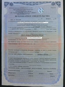 Как путешествовать с кошкой. Перевозка животных - правила и документы