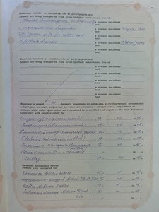 Как путешествовать с кошкой. Перевозка животных - правила и документы