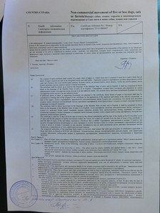 Как путешествовать с кошкой. Перевозка животных - правила и документы