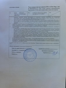 Как путешествовать с кошкой. Перевозка животных - правила и документы