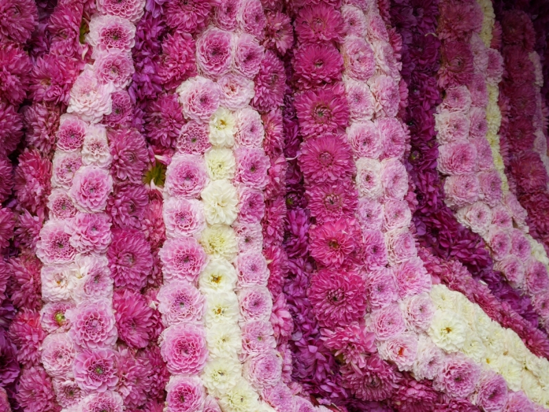 Цветочные парады Varend Corso (2017) и Corso Zundert (2017,2019) в Нидерландах