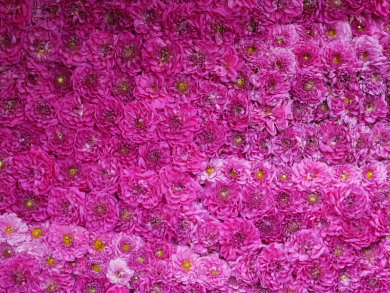 Цветочные парады Varend Corso (2017) и Corso Zundert (2017,2019) в Нидерландах