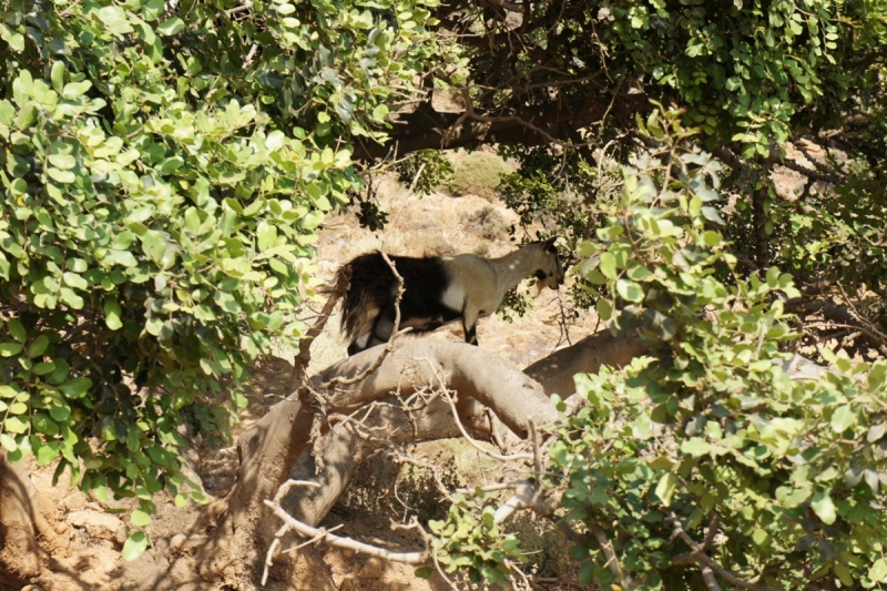 Позитивный Крит