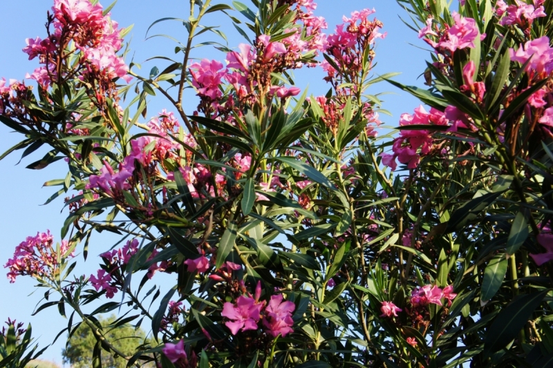 Позитивный Крит