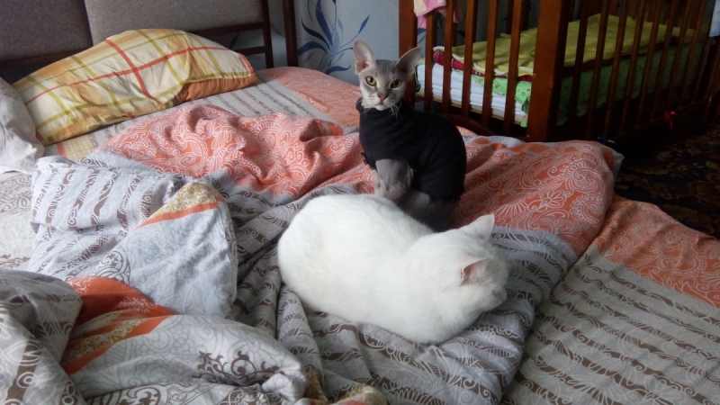 Кошки в нашей жизни. Кошки и все, что с ними связано.