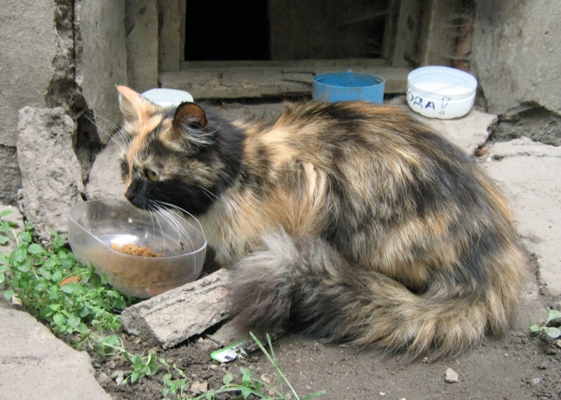 Кошки в нашей жизни. Кошки и все, что с ними связано.