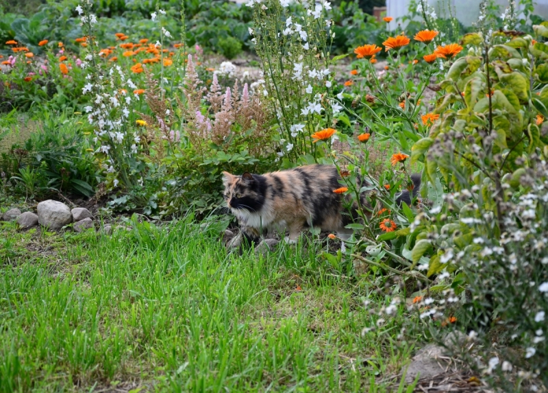 Кошки в нашей жизни. Кошки и все, что с ними связано.