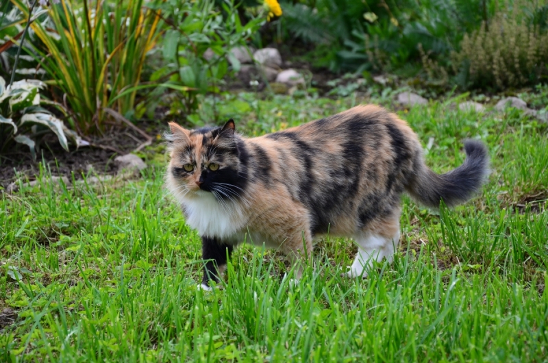 Кошки в нашей жизни. Кошки и все, что с ними связано.