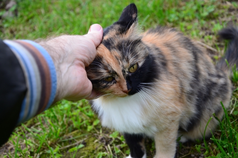 Кошки в нашей жизни. Кошки и все, что с ними связано.