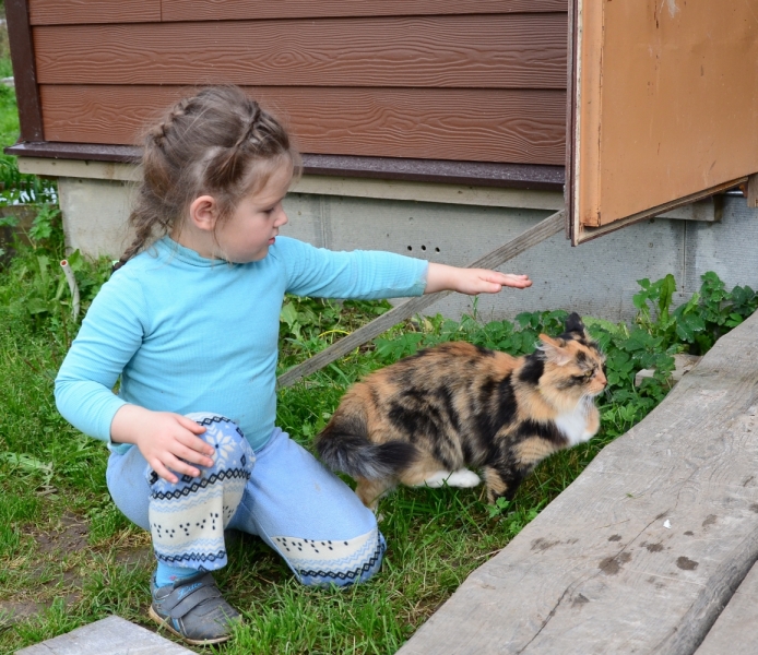 Кошки в нашей жизни. Кошки и все, что с ними связано.