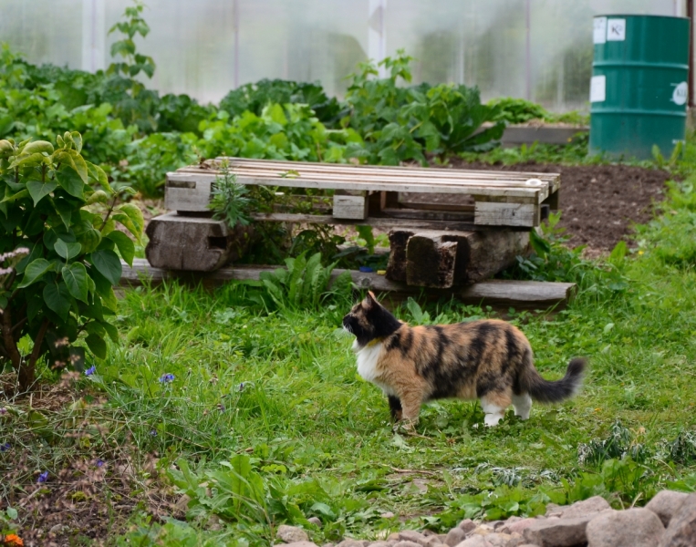 Кошки в нашей жизни. Кошки и все, что с ними связано.