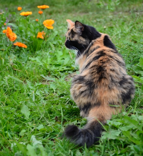 Кошки в нашей жизни. Кошки и все, что с ними связано.