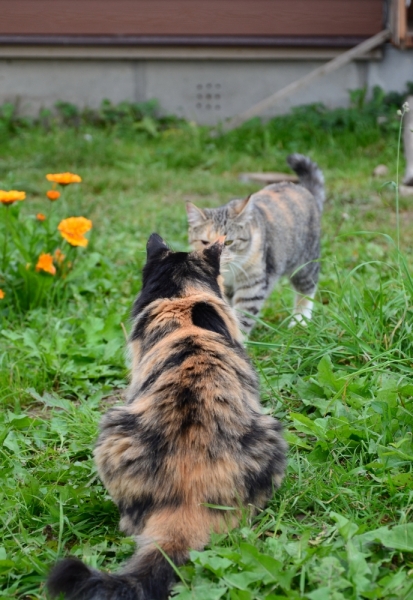 Кошки в нашей жизни. Кошки и все, что с ними связано.