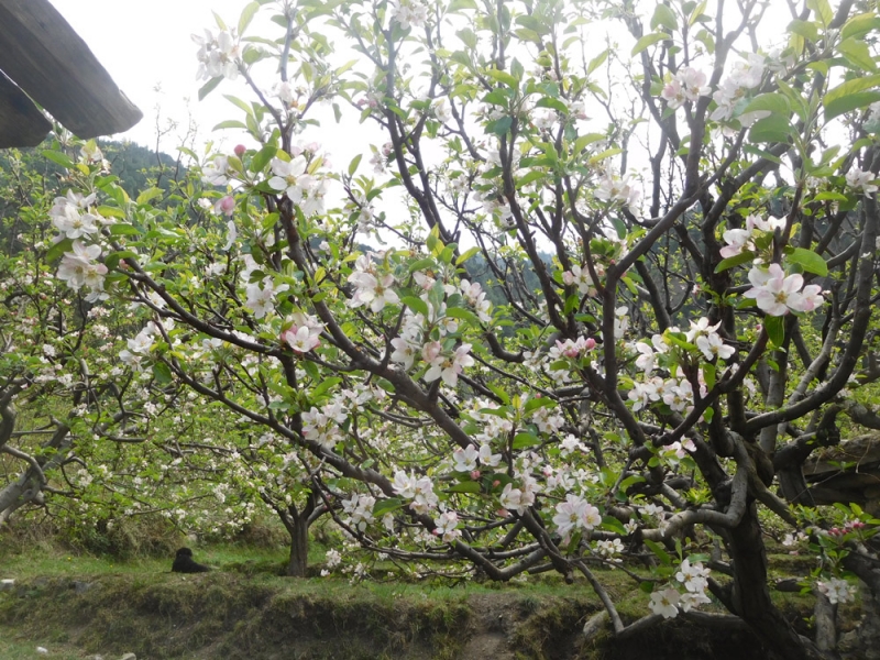 Вверх по Kali, по Gandaki