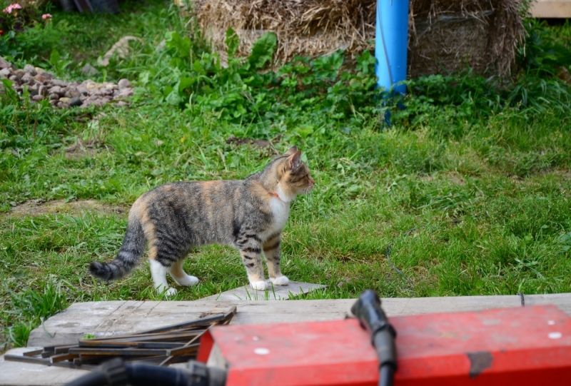 Кошки в нашей жизни. Кошки и все, что с ними связано.
