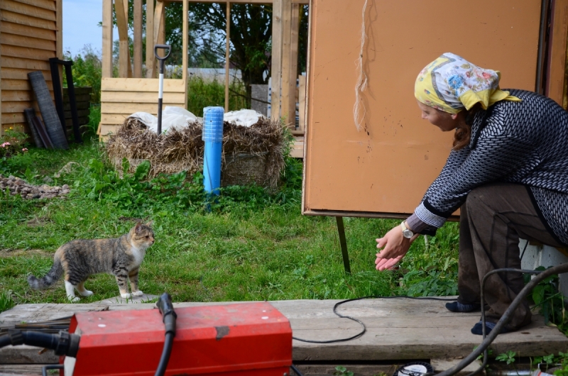 Кошки в нашей жизни. Кошки и все, что с ними связано.
