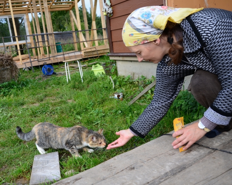 Кошки в нашей жизни. Кошки и все, что с ними связано.