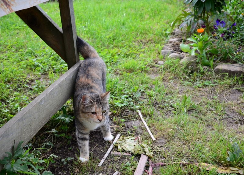Кошки в нашей жизни. Кошки и все, что с ними связано.