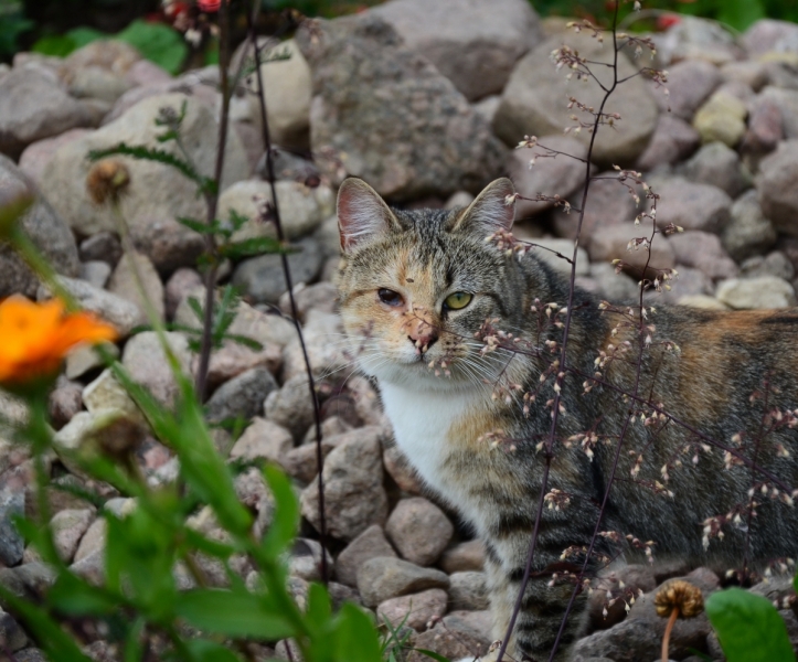 Кошки в нашей жизни. Кошки и все, что с ними связано.
