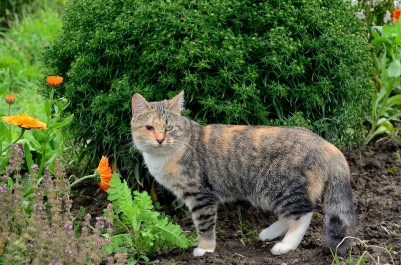 Кошки в нашей жизни. Кошки и все, что с ними связано.