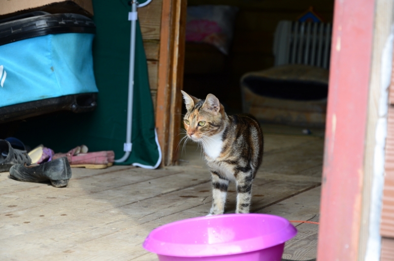 Кошки в нашей жизни. Кошки и все, что с ними связано.
