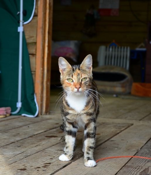 Кошки в нашей жизни. Кошки и все, что с ними связано.