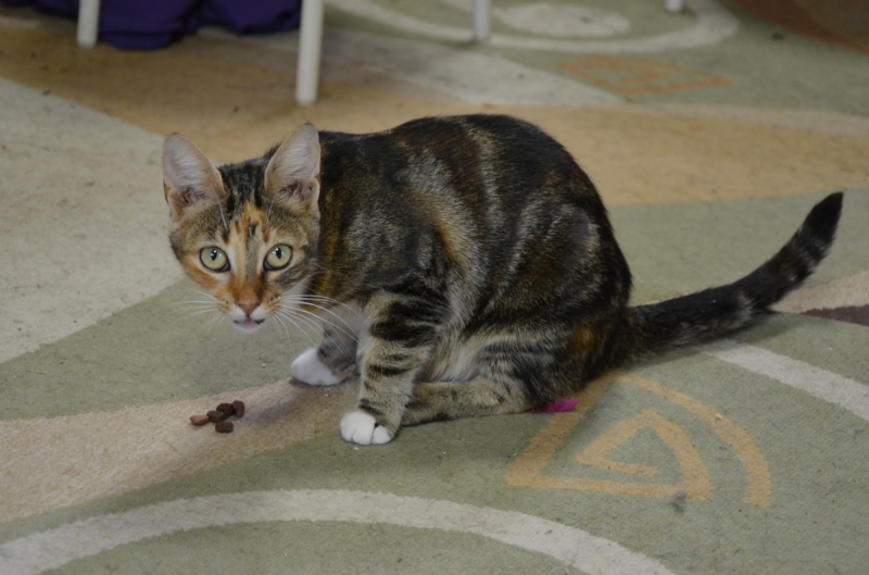 Кошки в нашей жизни. Кошки и все, что с ними связано.