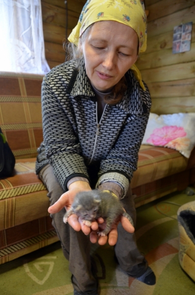 Кошки в нашей жизни. Кошки и все, что с ними связано.