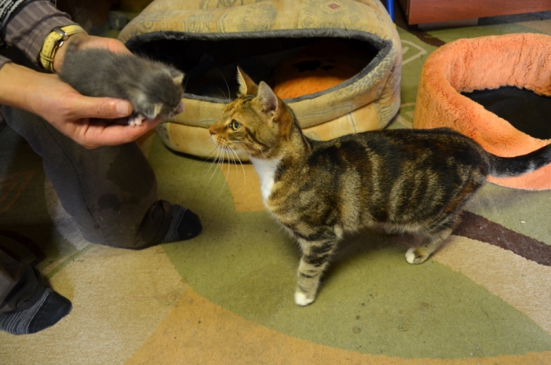 Кошки в нашей жизни. Кошки и все, что с ними связано.