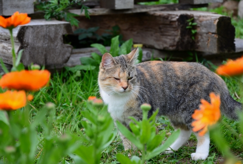 Кошки в нашей жизни. Кошки и все, что с ними связано.