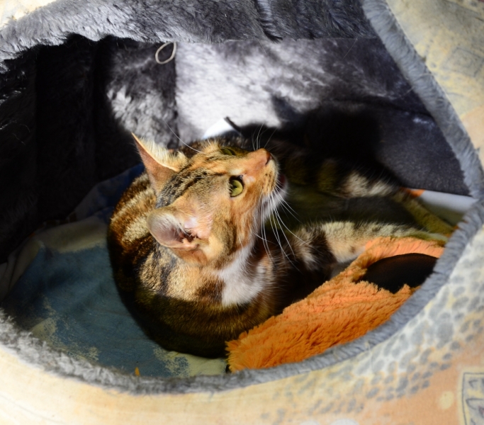 Кошки в нашей жизни. Кошки и все, что с ними связано.