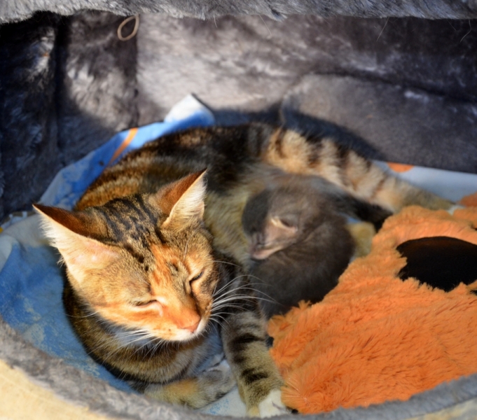 Кошки в нашей жизни. Кошки и все, что с ними связано.