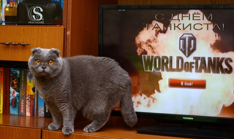 Кошки в нашей жизни. Кошки и все, что с ними связано.