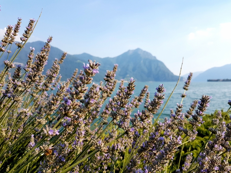 Север Италии. Июль'17 (Milano.Bergamo.Treviglio.Garda. Lecco. Crema. Lovere. Pisogne)