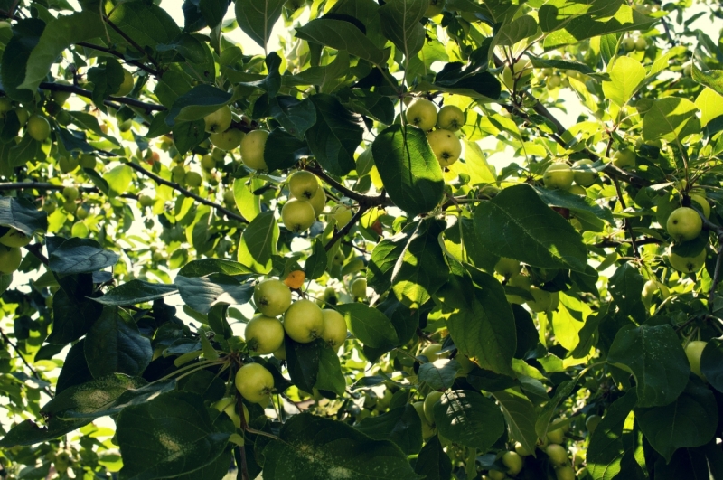 Север Италии. Июль'17 (Milano.Bergamo.Treviglio.Garda. Lecco. Crema. Lovere. Pisogne)