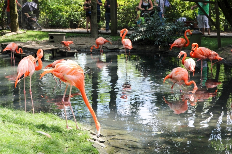 Пайри Дайза (Pairi Daiza) - прекрасный бельгийский зоопарк Пайри Дайза (Pairi Daiza) - прекрасный бельгийский зоопарк