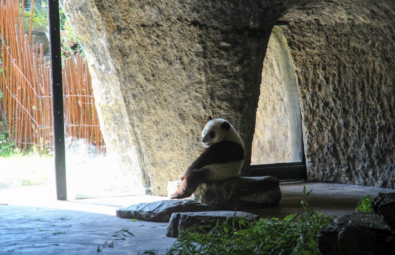 Пайри Дайза (Pairi Daiza) - прекрасный бельгийский зоопарк