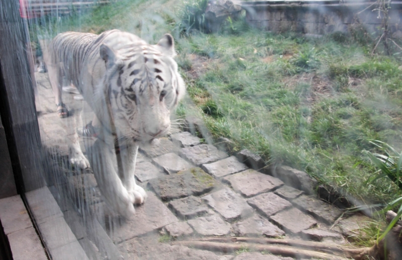 Пайри Дайза (Pairi Daiza) - прекрасный бельгийский зоопарк