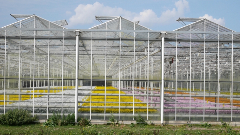 Цветочные парады Varend Corso (2017) и Corso Zundert (2017,2019) в Нидерландах