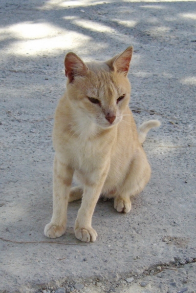 Монастырская кошка