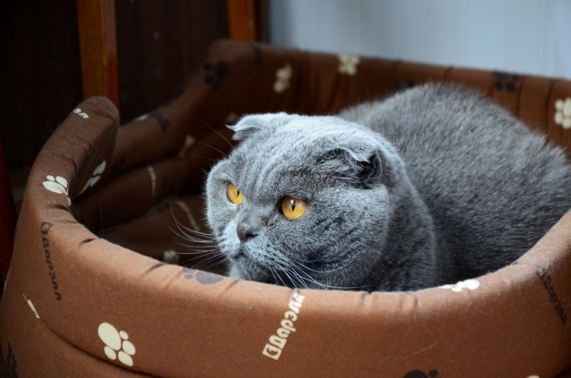 Кошки в нашей жизни. Кошки и все, что с ними связано.