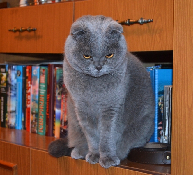 Кошки в нашей жизни. Кошки и все, что с ними связано.