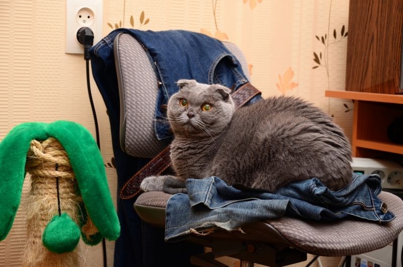 Кошки в нашей жизни. Кошки и все, что с ними связано.