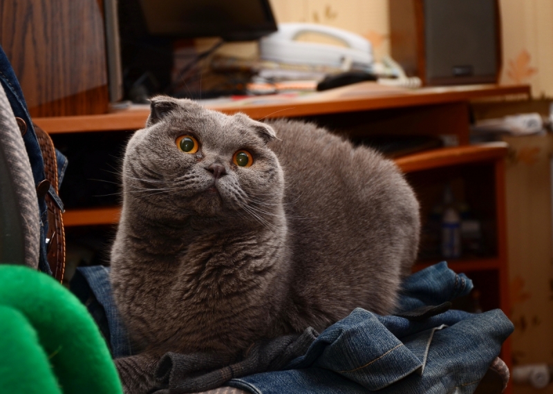 Кошки в нашей жизни. Кошки и все, что с ними связано.