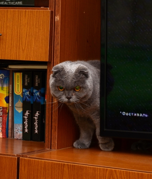 Кошки в нашей жизни. Кошки и все, что с ними связано.