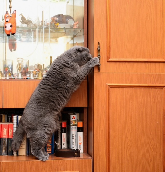 Кошки в нашей жизни. Кошки и все, что с ними связано.