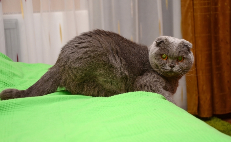 Кошки в нашей жизни. Кошки и все, что с ними связано.