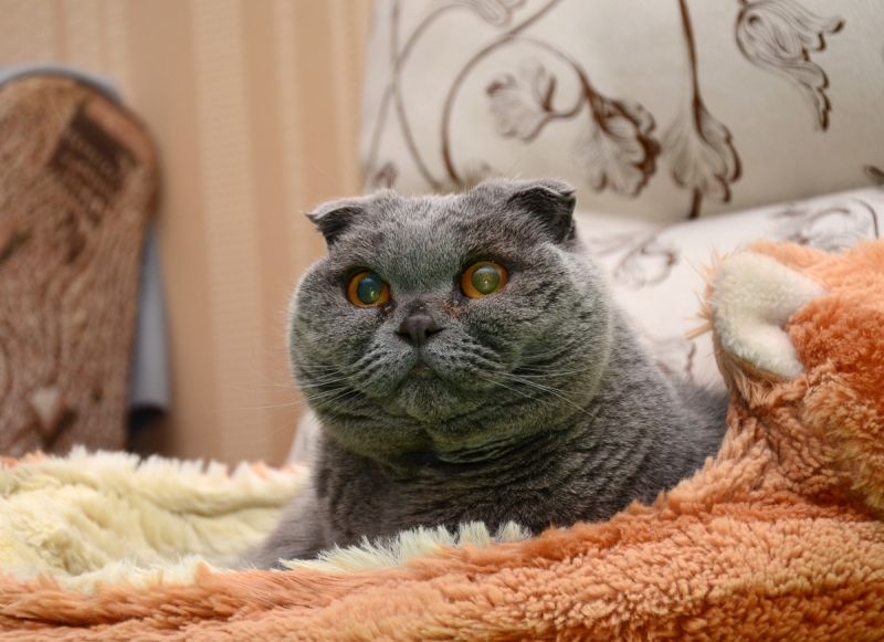 Кошки в нашей жизни. Кошки и все, что с ними связано.