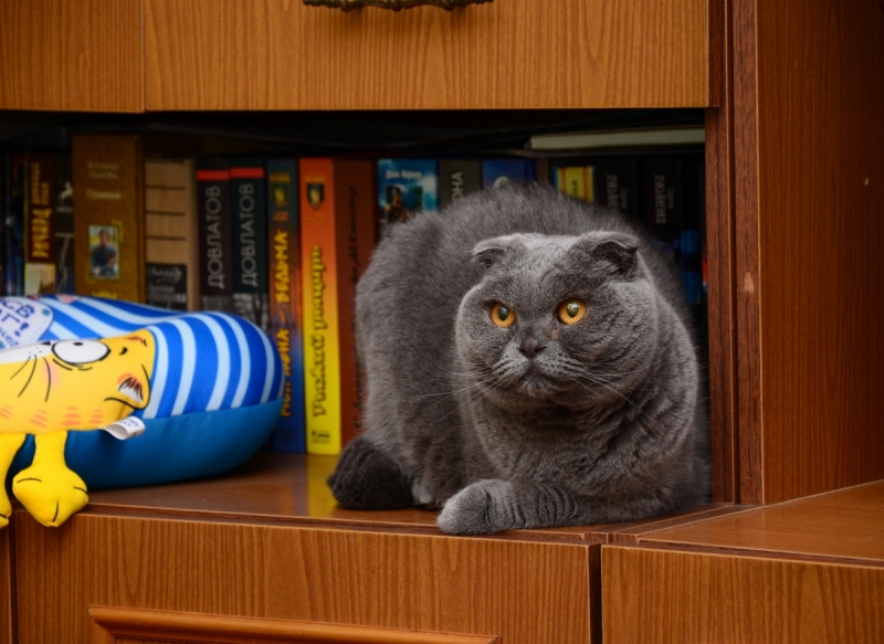 Кошки в нашей жизни. Кошки и все, что с ними связано.